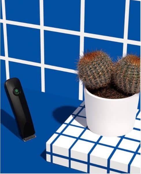 ballsco instagram post mit kaktus
