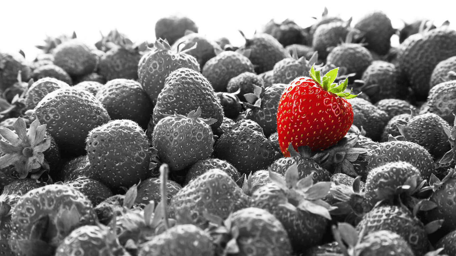 Schwarz-weisse Erdbeeren mit nur einer roten Erdbeere.
