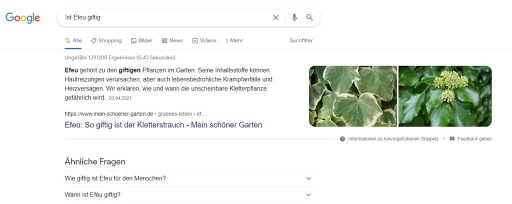 Ein Screenshot der Google Suchresultate bei der Suche "Ist Efeu giftig".